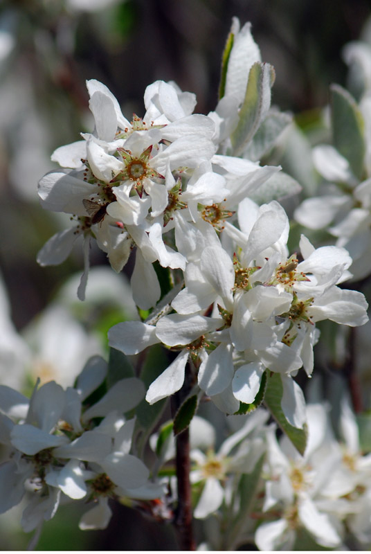 Amelanchier ovalis / Pero corvino